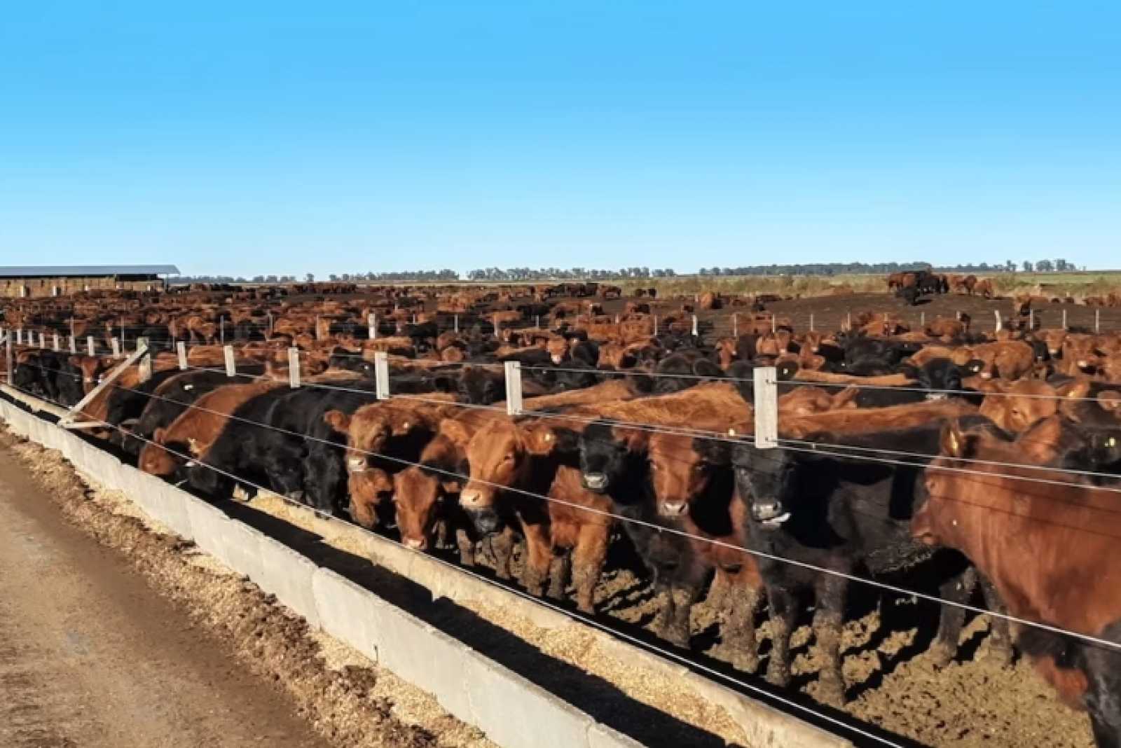 Argentina podría duplicar producción de carne si lograra “empatar” a Estados Unidos en un indicador